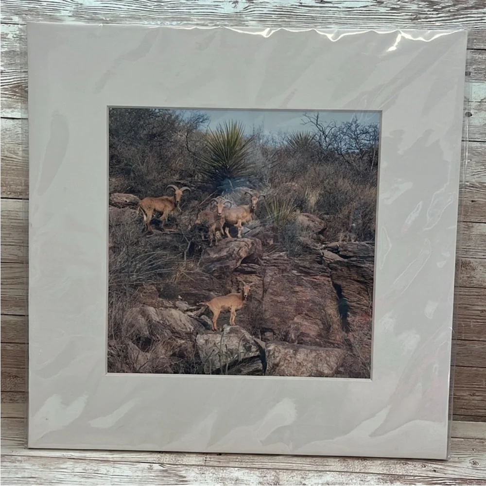 “Aoudad on the Lookout” by Cathryn A. Hoyt framed Picture from Fort Davis TX